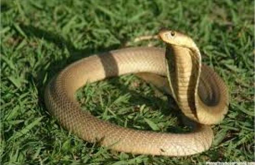 Bí mật đáng sợ của loài rắn mà đến bây giờ khoa học mới tiết lộ